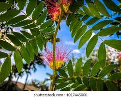 Image result for Malvaceae subfamily Bombacoideae