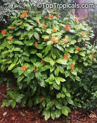 Image result for Justicia striata