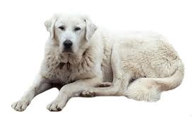 Pocket puppies now has financing! Akbash Puppies For Sale In Chicago Illinois Adoptapet Com