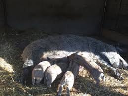 We did not find results for: Porci Duroc Si Mangalita Yzycalin