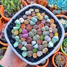 These succulents are called lithops and they just so happen to be living succulent stones and i want them all! These Tiny Succulents That Look Like Brightly Colored Rocks Oddlysatisfying