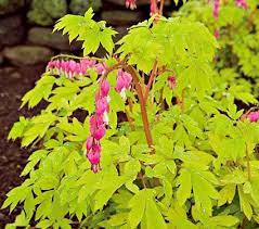 Dicentra Spectabilis Gold Heart White Flower Farm Bleeding Heart Bleeding Heart Flower