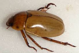 Image result for Secamone punctulata