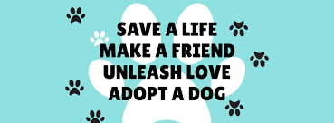 Second chance animal rescue, white bear lake, mn. Second Chance Animal Rescue Home Facebook