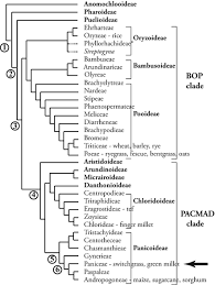 Image result for Setaria kagerensis