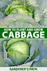 How To Plant And Grow Cabbage Gardener S Path Growing Cabbage Home Grown Vegetables Vegetable Garden Tips