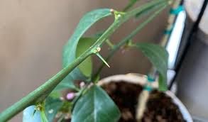That's the way it is on my gold nugget, and that's the way it is on citrus generally. Ljjn4cp Wj5smm