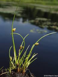 Image result for Schoenoplectiella articulata