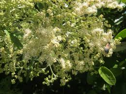 Image result for Buddleja saligna