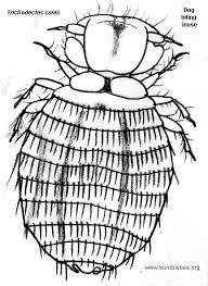 Image result for what do Mallophaga look like in dog fur