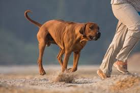 We did not find results for: Rhodesian Ridgeback Charakter Wesen Erziehung Haltung Hunde Fan De