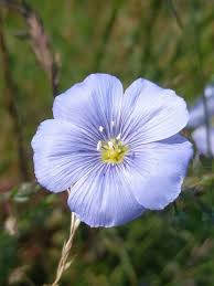 Image result for Linum