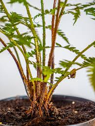 Image result for Cyathea dregei