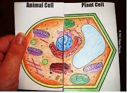 Plant Animal Cell Comparison Side By Side Animal Cell Plant And Animal Cells Cell