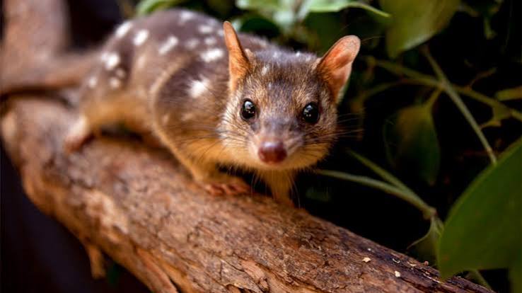 This endangered Australian marsupial was set to make a comeback—until it stopped fearing wild dogs | Science | AAAS