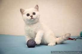 We are specializing in british shorthair cat breeds only. Kittens Litter D 5a Birthday May 2 2017 Sunray