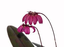 Image result for Bulbophyllum sp. nov