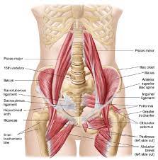 Numerous variations in the blood supply to the hip. Muscles Of The Month Hip Flexors Holidays Torquay