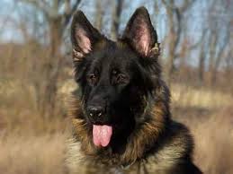 Maybe you would like to learn more about one of these? King Shepherd Price Temperament Life Span
