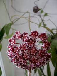 Hoya Plant Climbing But No Leaves Flowers Grow Vines Hoya Plants Climbing Flowers Plants