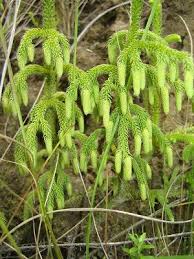 Image result for Lycopodiella cernua