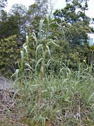 Image result for Arundo donax