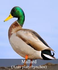Black Water Bird With White Stripe On Head The Mallard Is A Dabbling Duck That Is Between 15 To 16 Inches In Length And Has A Wingspan Of Approximately 36 Inches Dabbling Duck Bird Control Bird Species