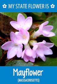 What is the flower of massachusetts. 10 Massachusetts Ideas Massachusetts May Flowers State Birds