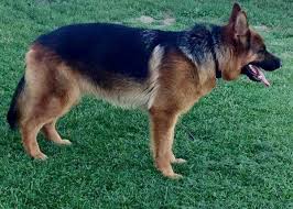 Our puppies are 100% guaranteed to be in good health and free of any signs of infection. Hoobly German Shepherd Ohio Petsidi