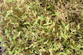 Image result for Oplismenus hirtellus