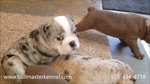 The purple lilac tri akc bulldog color is two copies of the rare blue merle bulldog dna dd along with two. Exotic Blue Merle And Chocolate Olde English Bulldogge Pups Playing Youtube