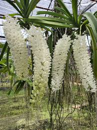 Image result for Rhynchosia luteola