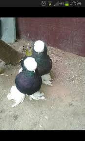 Fundacion La Luz Del Ser Adli Kullanicinin Galambok Panosundaki Pin Guzel Kuslar Kus