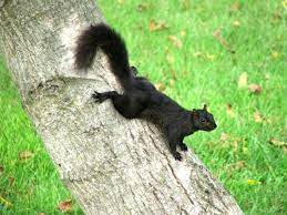A Beautiful Black Squirrel In Bellefonte Pa Cute Animals Squirrel Black Squirrel