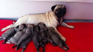 Satilik Pug Mops Yavrulari Tuvalet Egitimli Dailymotion Video