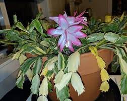 Where to buy christmas cactus? Variegated Schlumbergera Christmas Cactus Exotica By Lisaplantshop Christmas Cactus Christmas Cactus Care Cactus House Plants