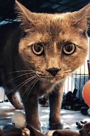 Your Town: Palm Coast resident celebrates 100th birthday surrounded by  family and friends