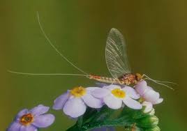 Image result for Cyphostemma milleri