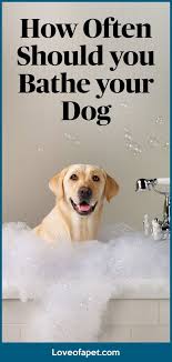 Bathing your dog gives you an excellent opportunity to check them over for signs of skin problems or lumps that could indicate a more serious health issue. How Often Should You Bathe Your Dog Love Of A Pet Dog Bath Your Dog Dog Cleaning