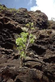 Image result for Nicolasia coronata