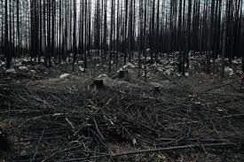 Skogsbranden i västmanland år 2014. Efter Den Stora Skogsbranden Sveriges Natur