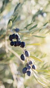 Authentic And Organic This Is What A Real Olive Oil Should Be Bertolli Extra Virgin Olive Oil Confides Bertolli Extra Virgin Olive Oil Bertolli Cool Pictures