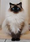 Fluffy Cat Breeds - Cat Breeds Encyclopedia