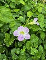 Image result for Asystasia gangetica