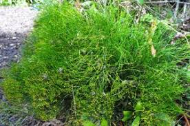 Image result for Psilotum
