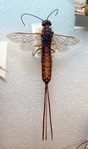 Image result for Xyris schliebenii