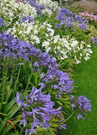 How To Plant Agapanthus And Agapanthus Care Agapanthus Plant Plants Lily Plants
