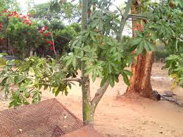 Image result for Pachira glabra