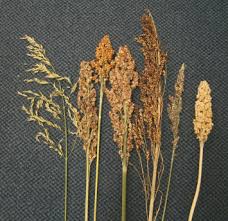 Image result for Sorghum × drummondii
