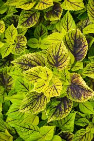 Image result for Coleus melleri